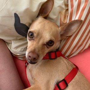 Meet your Posher, Abby